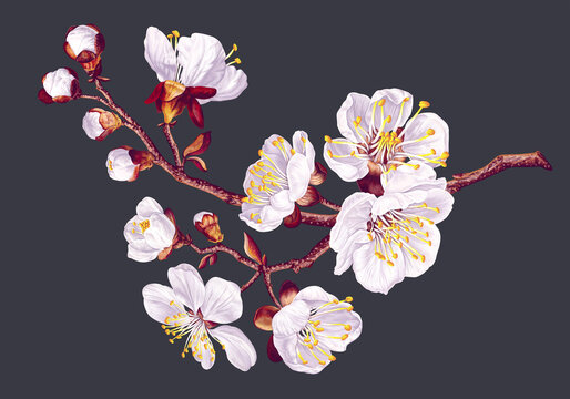 Spring flowers. Branch of realistic white apricot flowers. Vector plant isolated on dark background for your design, wedding cards, social media banners, outdoor advertising, textile patterns