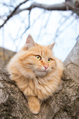 Naklejka na ściany i meble Red fluffy cat. Beautiful red cat on a tree.