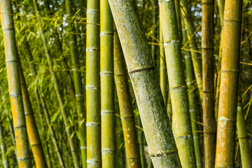Fototapeta premium Lush bamboo forest in Chiayi, Taiwan. natural background.