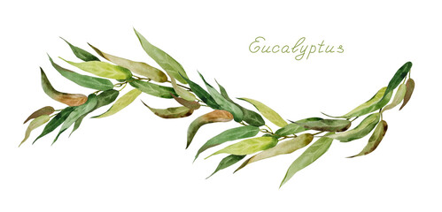 Watercolour illustration of branches and narrow long eucalyptus leaves in the form of a semicircle. Elegant hand-painted watercolor Eucalyptus leaves