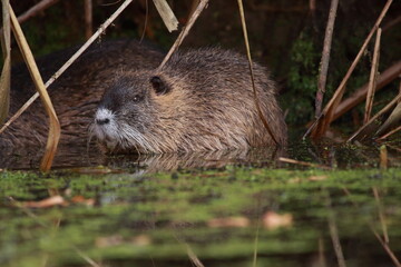 Nutria