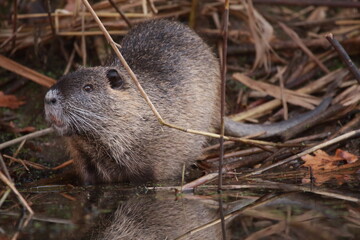 Nutria