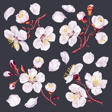Set of twigs with spring flowers of fruit trees. Realistic , vector hand-drawn flowers easy to edit and compose for your design, textile, pattern, apparel print, social media banner, advertising