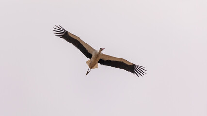 Close-up view on the stork
