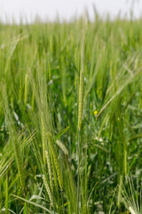 Fototapeta na wymiar Close-up view of a green unripe wheat ear