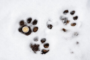 Dogs footprints in the snow with 2 euros coin in winter or spring in the forest or woods, close up