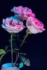 White roses in colorful light on dark background