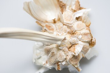 Stengel mit  Schalenresten vom Knoblauch, close up