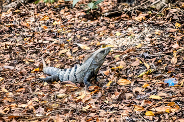 Iguana Reptile Lizard in Cozumel