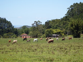 cows on a meadow