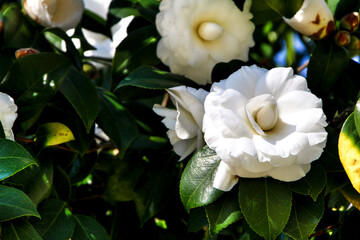 White Camellia Japonica flowers in a garden in Guimaraes