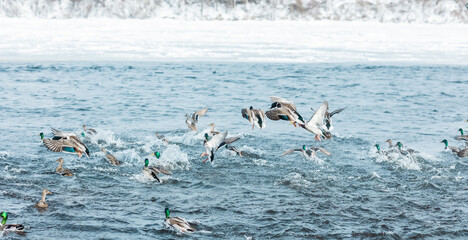 Brown and green ducks take off from the water with splashes from the winter river with frozen snowy ice shores on sunny day