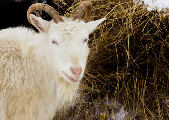 
животное коза
animal goat