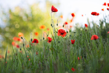 field of red poppies