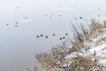 Dry high grass flowers on the shore covered white snow of river, lake with ducks, gulls. Winter. Cloudy day. Overcast