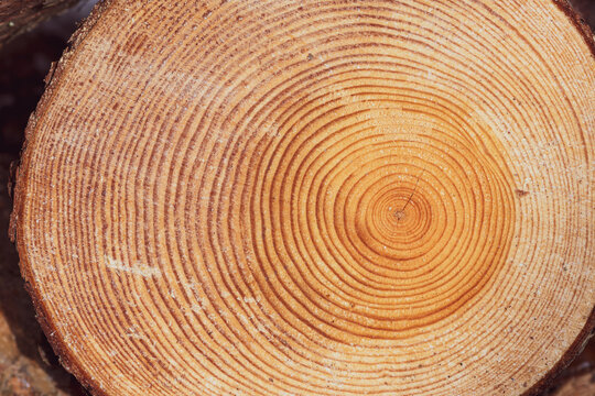 Large circular piece of wood cross section with tree rings texture pattern and cracks, close up