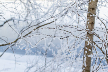 Bare thin branches of trees with white fluffy snow on the bank against the backdrop of a blue river. Winter