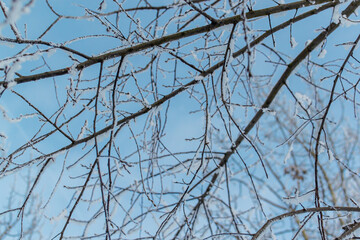 Thin branches of trees in fluffy white snow in winter. Blue sky background, bottom view. North. Close-up