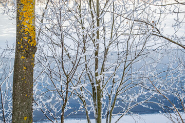 Fototapeta premium Aspen trunk with bright yellow lichen, thin trees on the snowy bank against the background of a blue river. Winter landscape