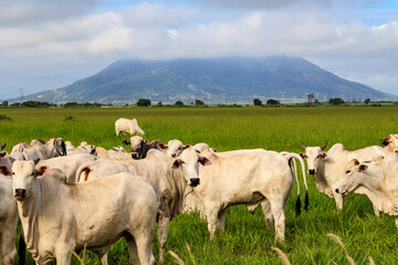 Fototapeta na wymiar Cattle - Ox - Cow