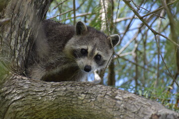 Obraz premium Rocky Raccoon