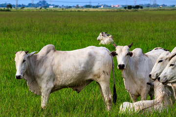 Cattle - Ox - Cow