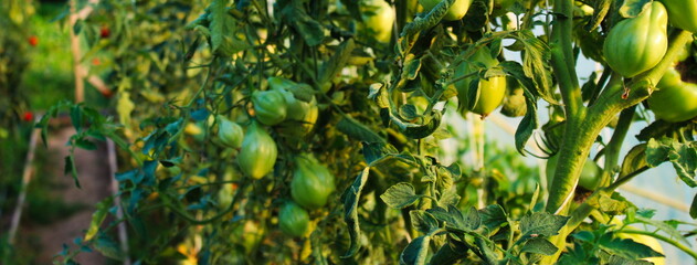 Growing tomatoes in a greenhouse.