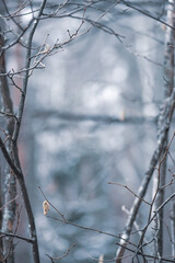 Beautiful small dry leaf on a branch of a tree covered with rain drops or frost, cold temperature in winter or spring, close up, vertical