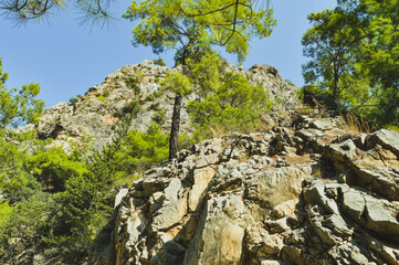 tree on the rocks, mountains