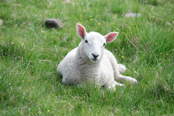 Naklejka na ściany i meble Sheep on Gras in Scotland