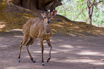 Roe deer in nature