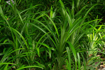Fototapeta na wymiar Pandan leaves (Pandanus amaryllifolius Roxb.) are plants that contain aroma essential oils. Popularly used to squeeze juice using as an ingredient in Thai food