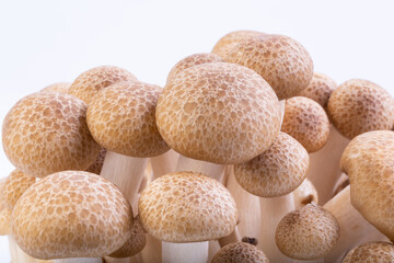 Shimeji mushroom or White beech mushrooms isolated on white background.