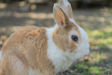 うさぎの横顔