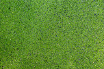 Lemnoideae known as duckweeds, water lentils, or water lenses. They float on or just beneath the surface of still or slow-moving bodies of fresh water and wetlands.