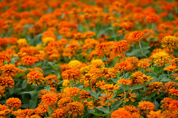 The Narrowleaf Zinnia and Mexico Zinnia is grown in flower garden.