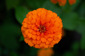 Zinnia is a genus of plants of the sunflower tribe within the daisy family. They are native to scrub and dry grassland in an area stretching from the United States to South America and Mexico.