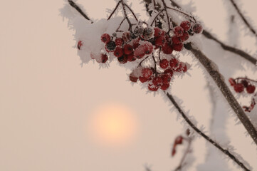 Snow-covered branch of mountain ash covered with snow on a light background. Red rowan berries are covered with fluffy snow. Blurred winter sun on the background.