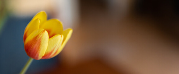 Yellow-red tulips on blurry backdrop. Selective focus, copy space, banner. 