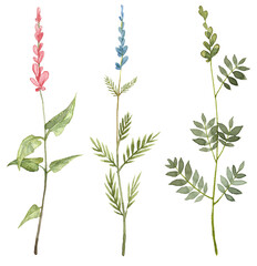 Collection of hand painted watercolor wild flowers