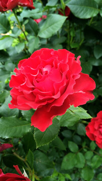 Dark red rose bud with cluster-flowered, fluted petals named Heinz Winkler.