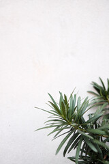 Green leaves with white plaster wall background.Nature concept in minimal style