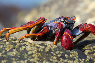 rote_Klippenkrabbe_mit_1_Schere