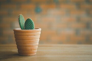 A cute green cactus in clay vase on wood table