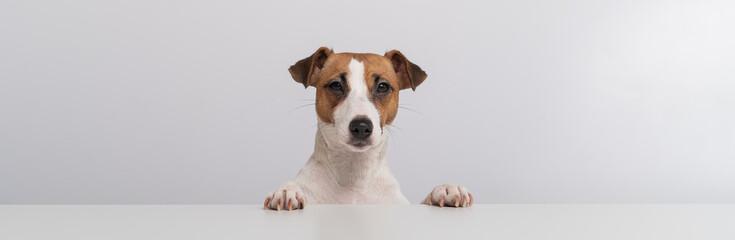 Gorgeous purebred Jack Russell Terrier dog peeking out from behind a banner on a white background. Copy space