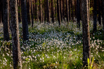 forest in spring