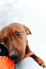 woman in orange jacket  playing with dog in winter..