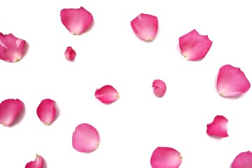 Blurred a group of sweet pink rose corollas on white isolated background 