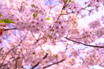 朝日に照らされ輝く桜