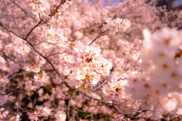 朝日に照らされ輝く桜
